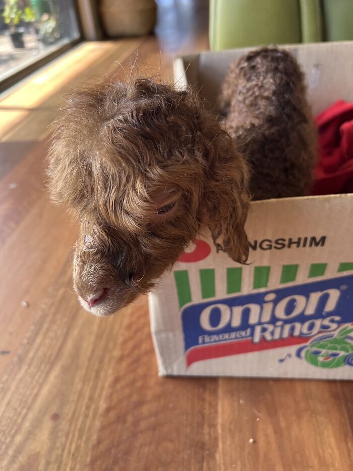 My Journey Of Hand-Rearing An Abandoned Lamb; Here Are The First Six Days My Journey Of Hand-Rearing An Abandoned Lamb; Here Are The First Six Days