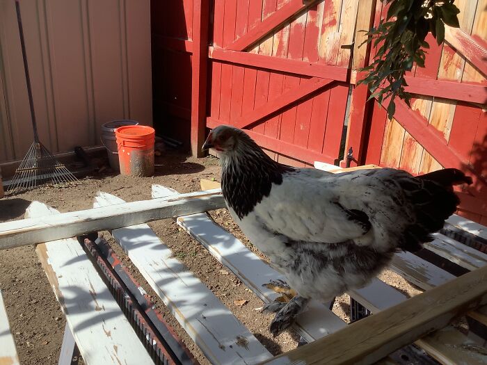 Blizzard. She’s My Little Fluffy Baby!