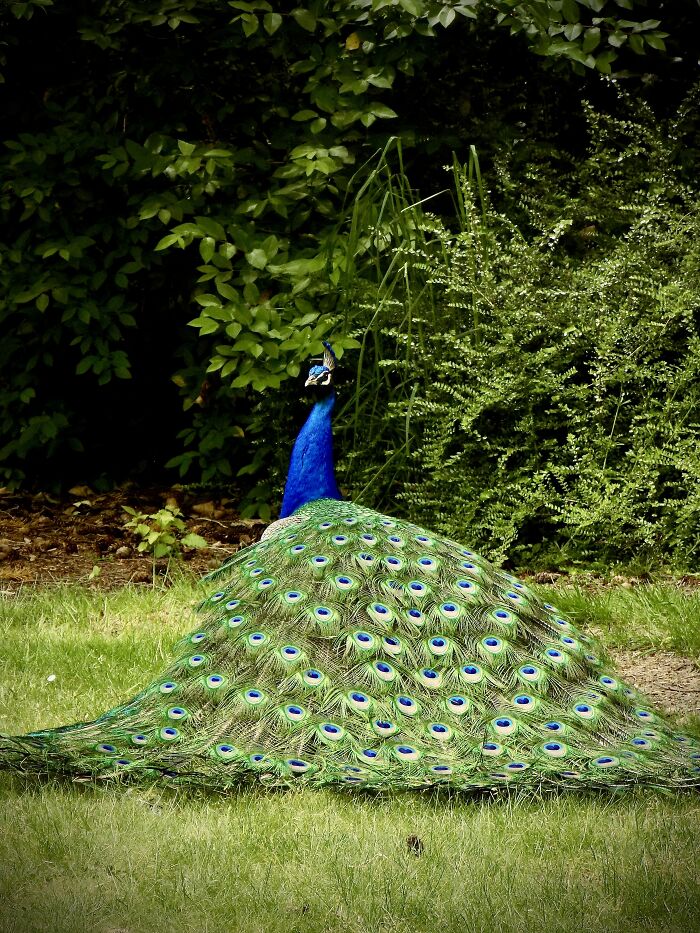 A Male Peacock At The Zoo