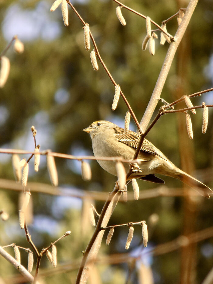 A Golden-Crowned Sparrow Perched On Branch