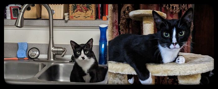 Their Momma Was All Black, But I Couldn't Catch Her. They Were About 4 Month Old When I Trapped Them Last Christmas. They've Adjusted Well To Being Housecats And Not Feral