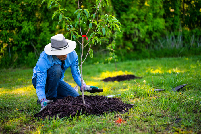 Family Drama Ensues As Entitled Woman Uproots Nice Magnolia Tree In Her Nephew's Garden Family Drama Ensues As Entitled Woman Uproots Nice Magnolia Tree In Her Nephew's Garden