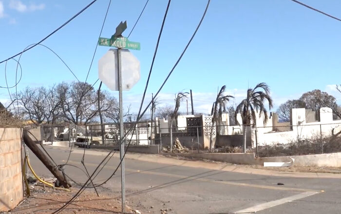 Hope Among Ashes As Maui Community Unites In Helping Wildlife Impacted By Fire Hope Among Ashes As Maui Community Unites In Helping Wildlife Impacted By Fire