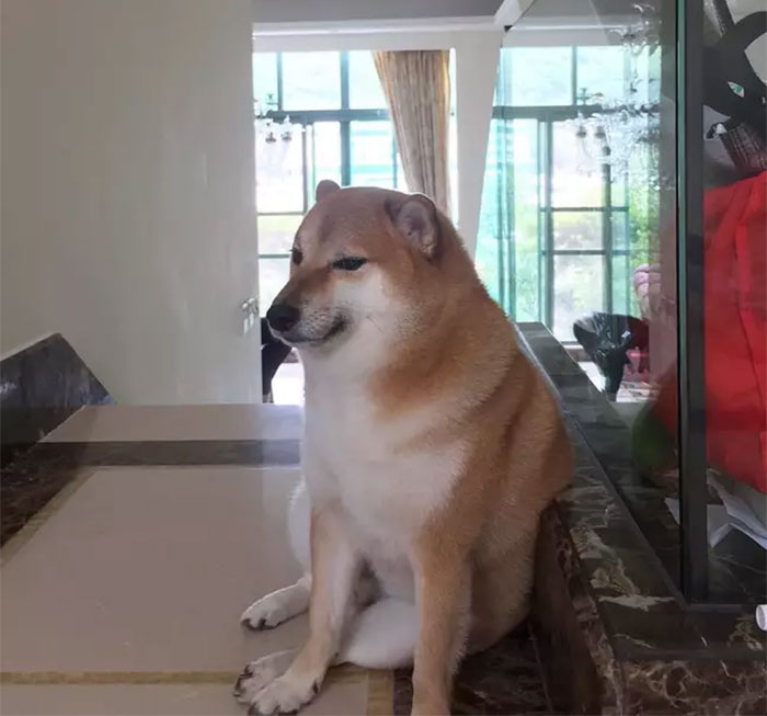 The Internet Is Devastated After 'Doge' Meme Star, Cheems, Passes Away After Undergoing Surgery The Internet Is Devastated After 'Doge' Meme Star, Cheems, Passes Away After Undergoing Surgery