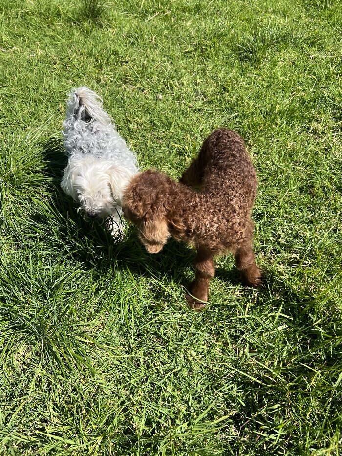 My Journey Of Hand-Rearing An Abandoned Lamb; Here Are The First Six Days My Journey Of Hand-Rearing An Abandoned Lamb; Here Are The First Six Days