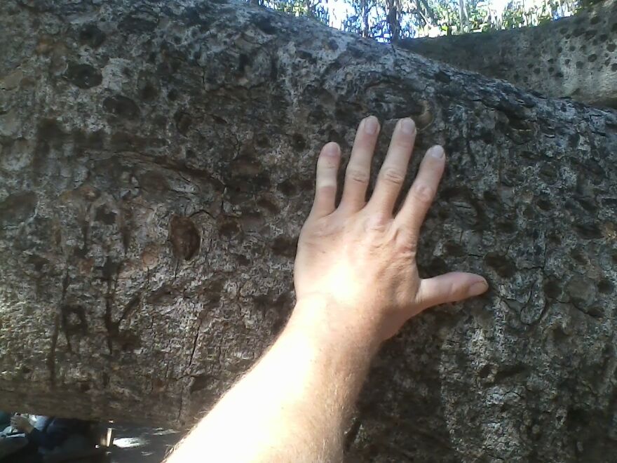 My Hand On A Branch Of The Banyan Tree In Lahaina, Maui