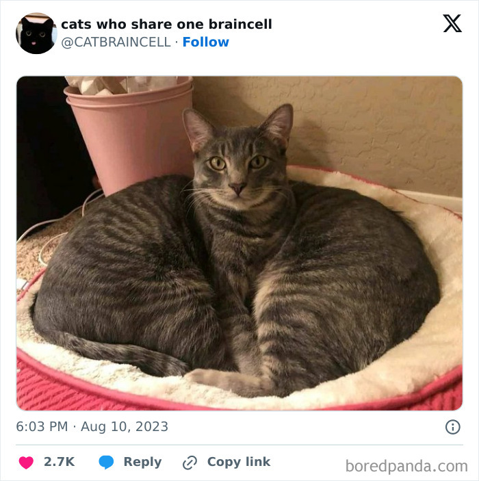 Silly-Cats-Catbraincell