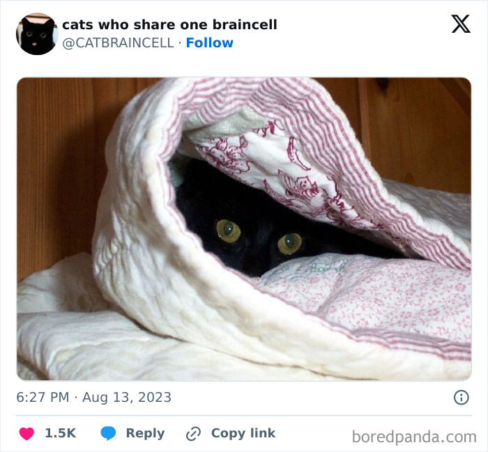 "Cats Who Share One Braincell": 50 Cats That Don't Seem Very Smart (New Pics)