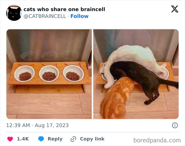 "Cats Who Share One Braincell": 50 Cats That Don't Seem Very Smart (New Pics)