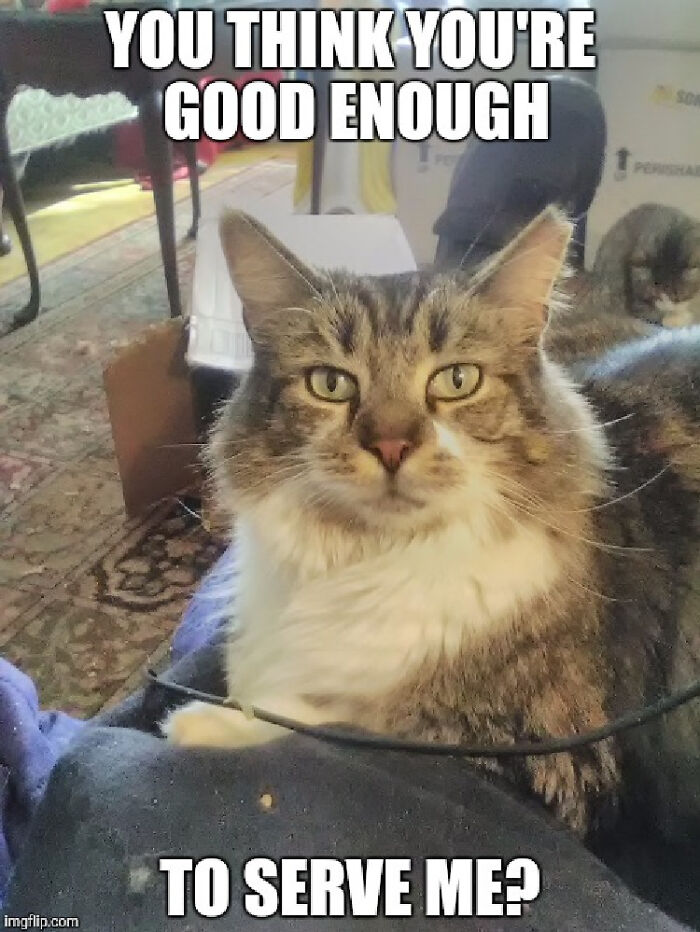 This Is Muffin. She Showed Up Here In May Of 2012. It Took Me 5 Months To Make Her A Housecat But She Is A Sweetheart