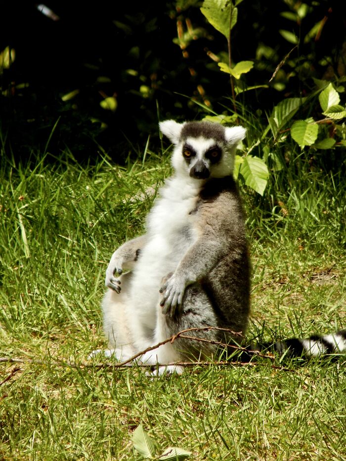 A Ring-Tailed Lemur At The Zoo