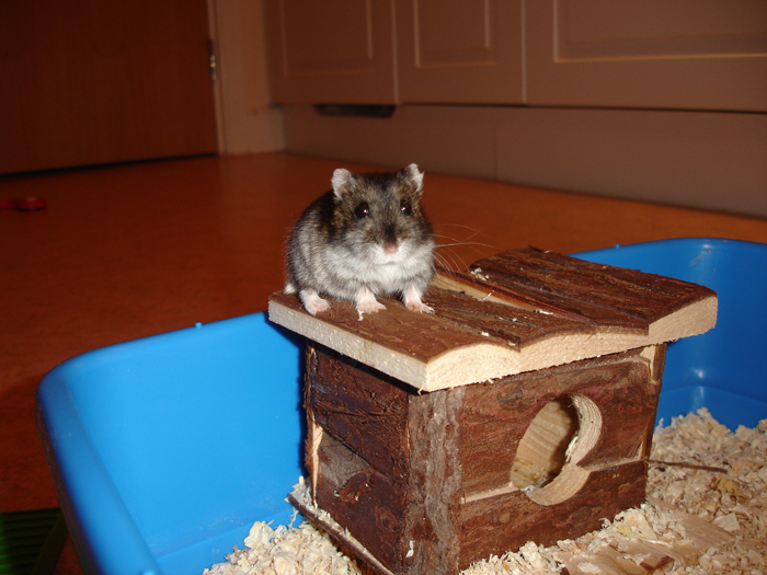 Parent Won’t Make Son Change Hamster's Name Which SIL Wants For Her Child, She Absolutely “Blows Up” Parent Won’t Make Son Change Hamster's Name Which SIL Wants For Her Child, She Absolutely “Blows Up”