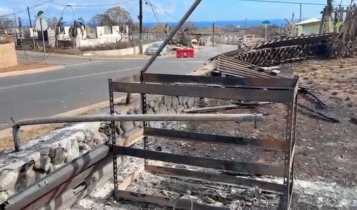 Hope Among Ashes As Maui Community Unites In Helping Wildlife Impacted By Fire Hope Among Ashes As Maui Community Unites In Helping Wildlife Impacted By Fire