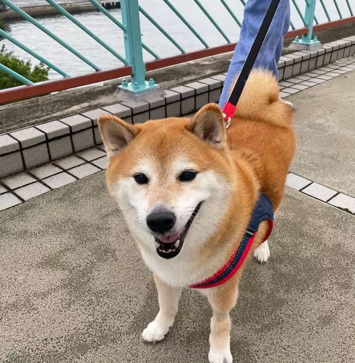 The Internet Is Devastated After 'Doge' Meme Star, Cheems, Passes Away After Undergoing Surgery The Internet Is Devastated After 'Doge' Meme Star, Cheems, Passes Away After Undergoing Surgery