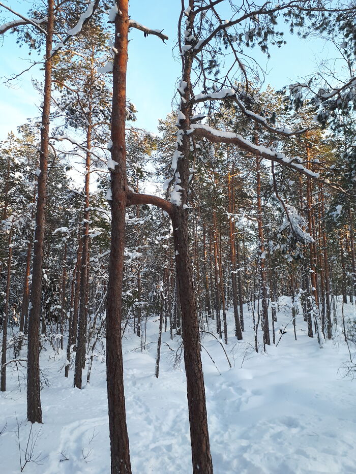 These Two Pines Which Branches Have Fused Together