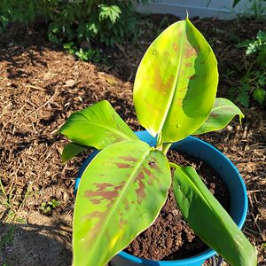 philipcastellano avatar