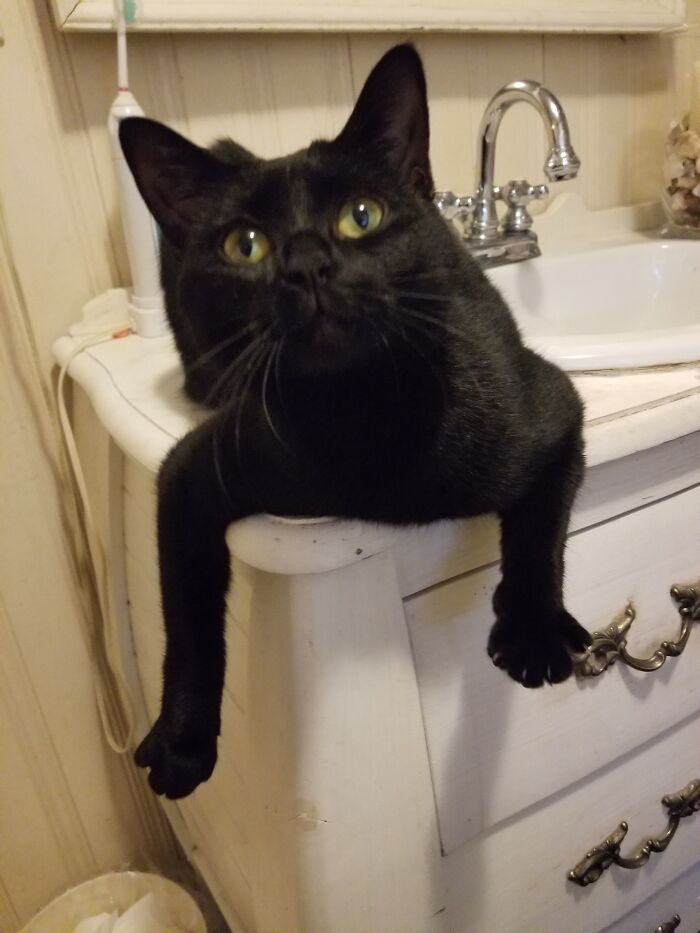 Jazzy,part Cat, Part Frog And A Little Crazy