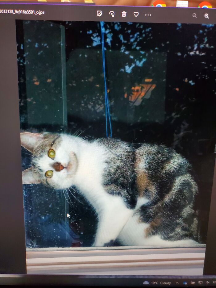 Come On, Take Me With You!! Kevin Would Sit In The Front Window And Watch Me Outside Like This, All The Time!