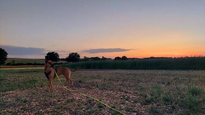 Sunset With Lucy ❤️
