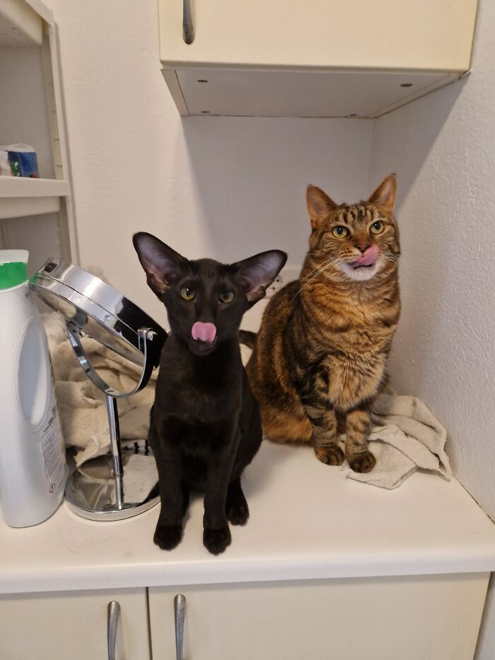 Double Blep