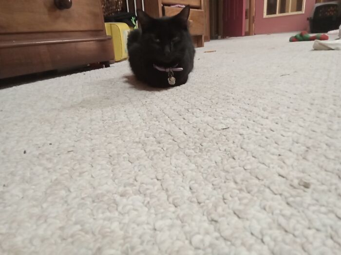 My Cat Was Loafing Yesterday. She Is Very Mad That My Brother's Cat Is On Our Bed