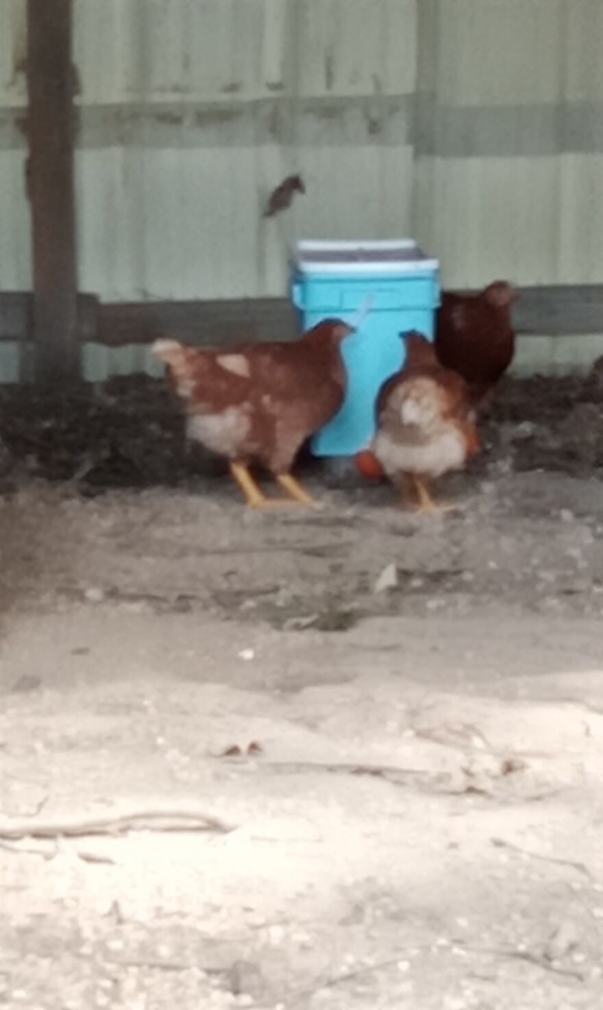 Here Are 13 Picture I Took Of My Chickens