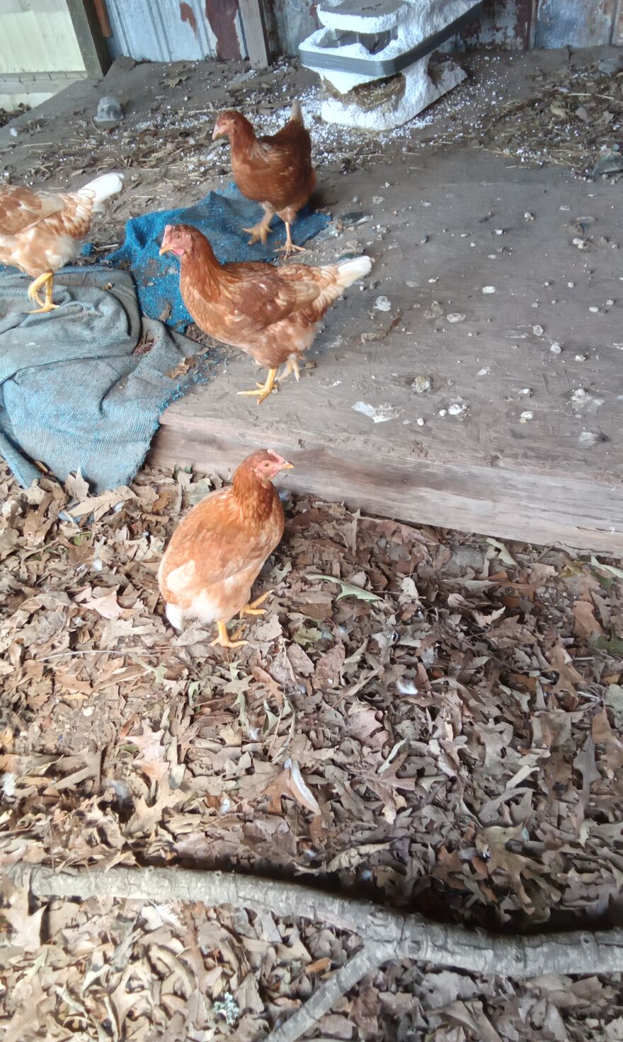 Here Are 13 Picture I Took Of My Chickens