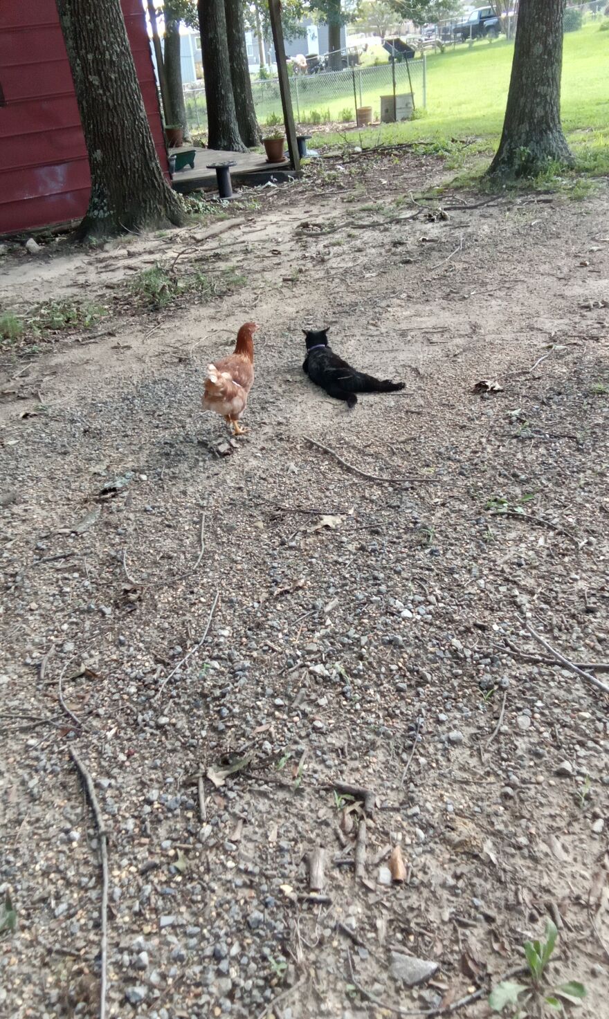 Here Are 13 Picture I Took Of My Chickens