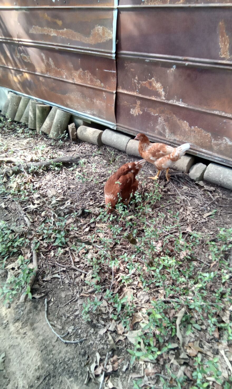 Here Are 13 Picture I Took Of My Chickens Here Are 13 Picture I Took Of My Chickens