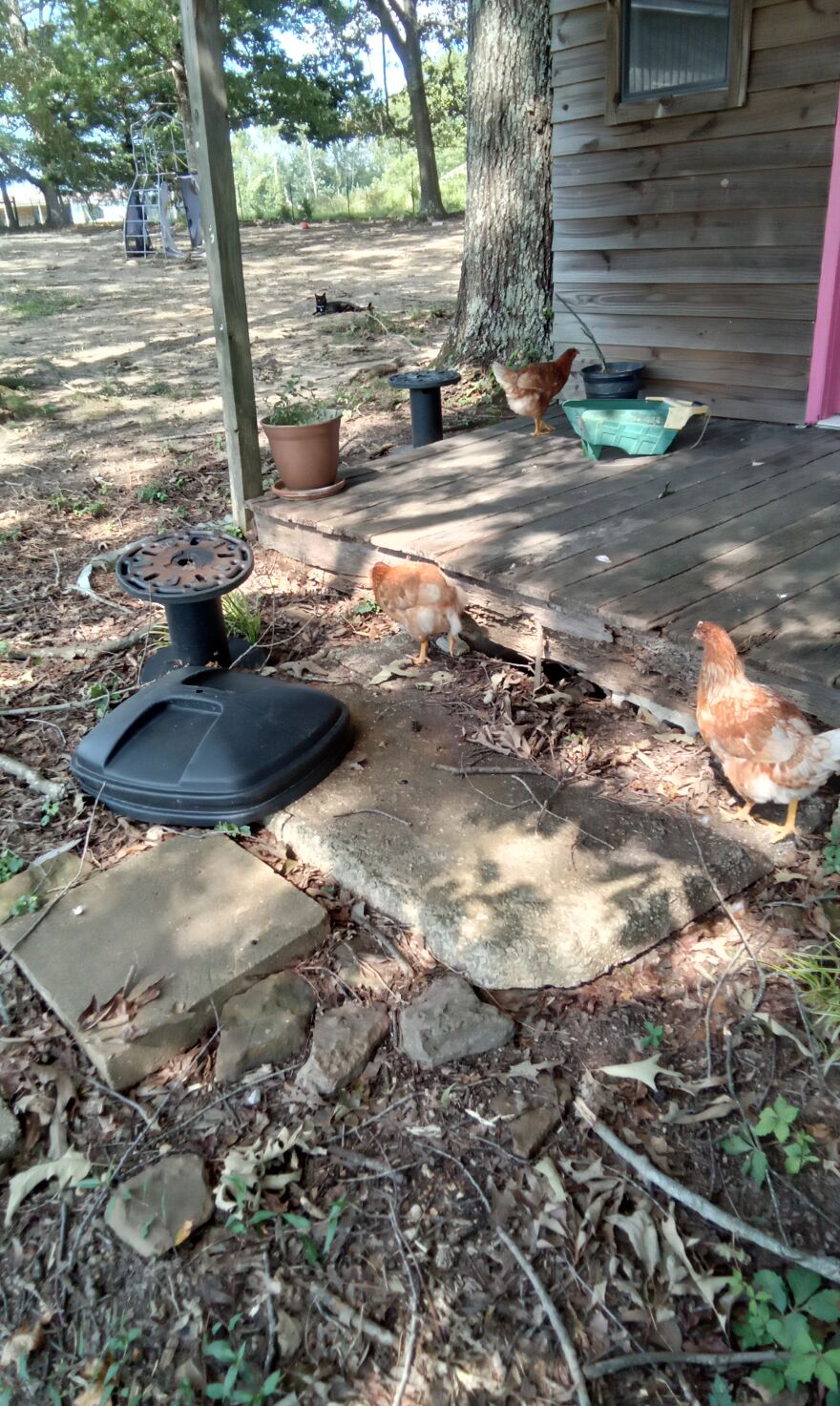 Here Are 13 Picture I Took Of My Chickens Here Are 13 Picture I Took Of My Chickens