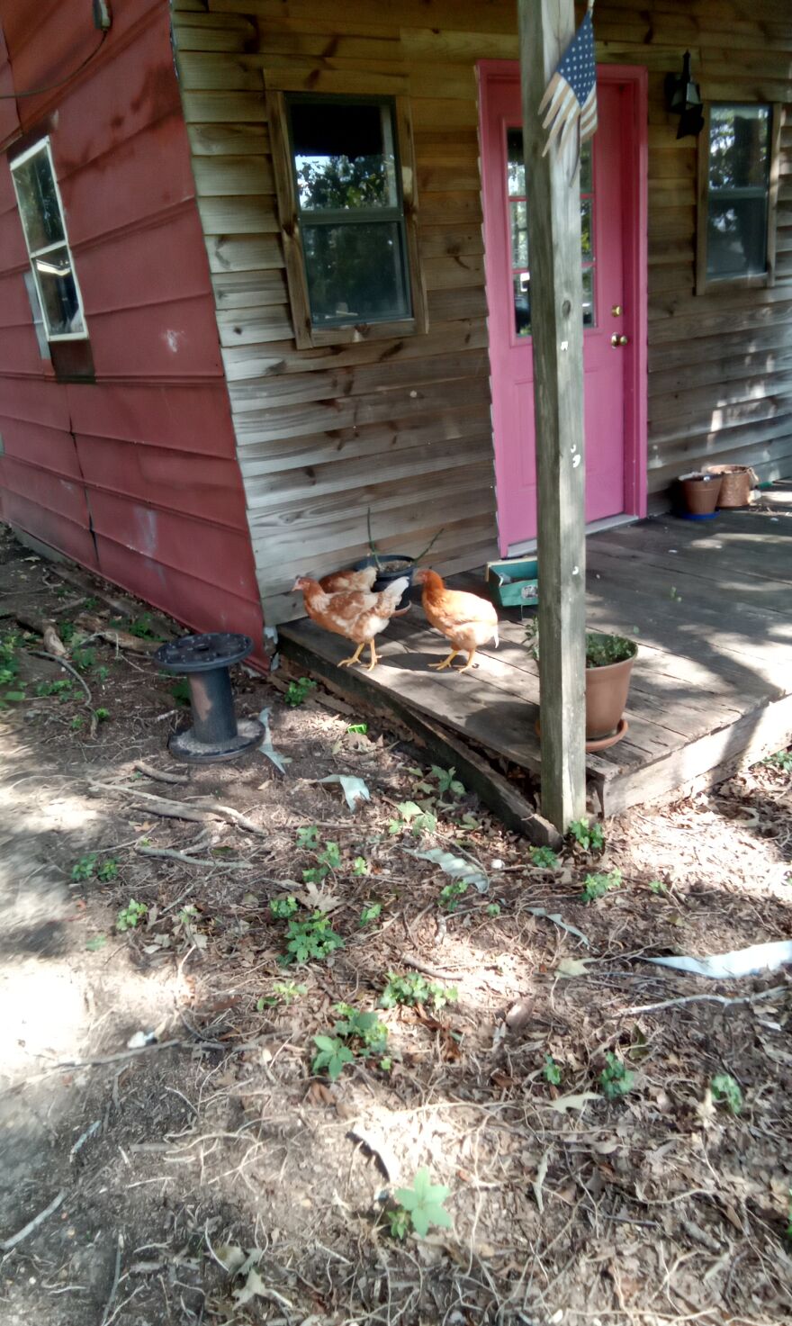 Here Are 13 Picture I Took Of My Chickens Here Are 13 Picture I Took Of My Chickens