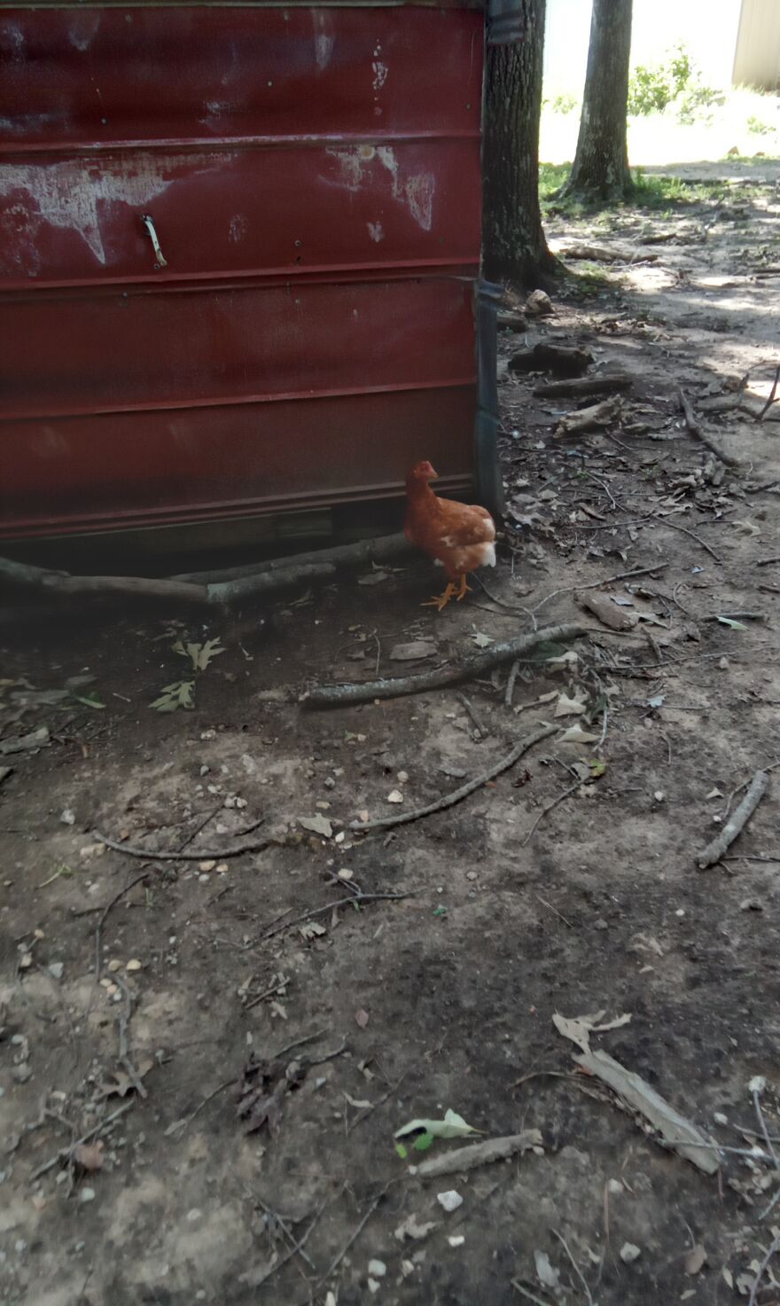 Here Are 13 Picture I Took Of My Chickens