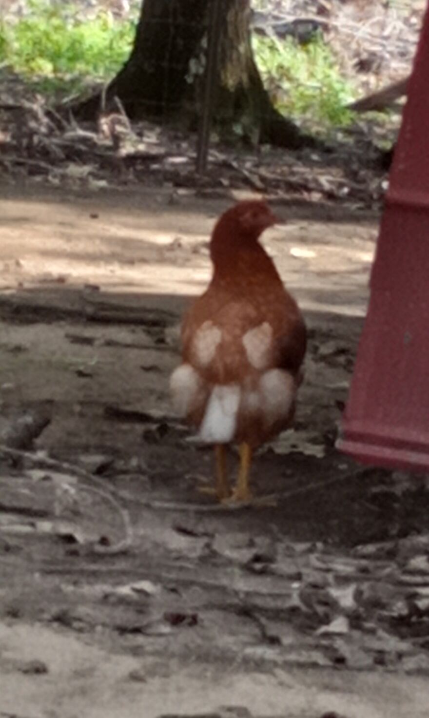 Here Are 13 Picture I Took Of My Chickens Here Are 13 Picture I Took Of My Chickens