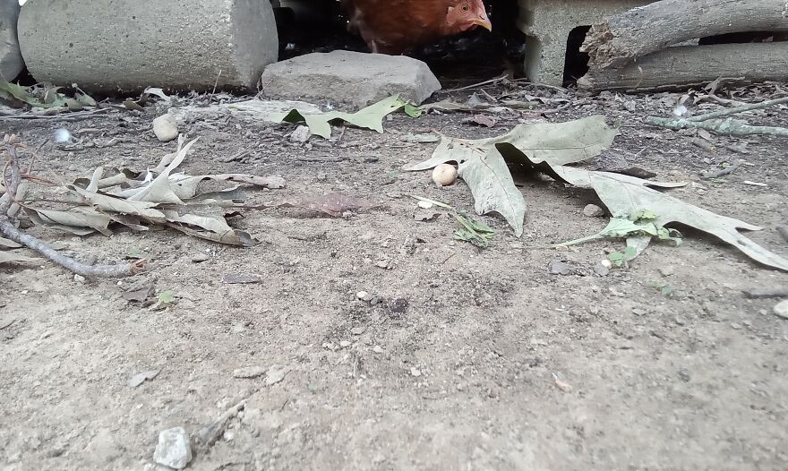 Here Are 13 Picture I Took Of My Chickens