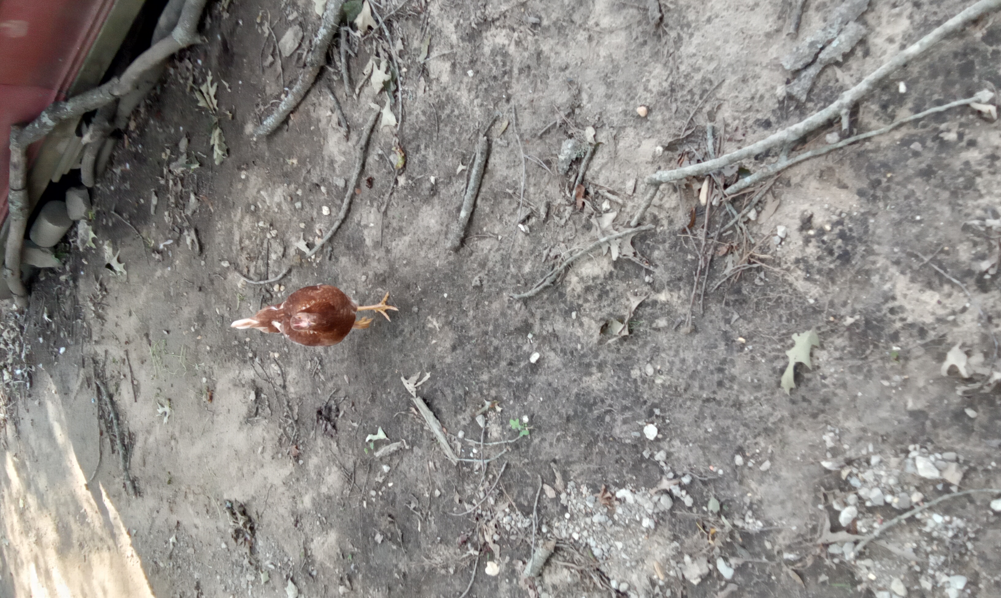 Here Are 13 Picture I Took Of My Chickens