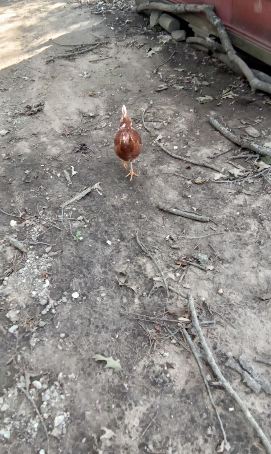 Here Are 13 Picture I Took Of My Chickens
