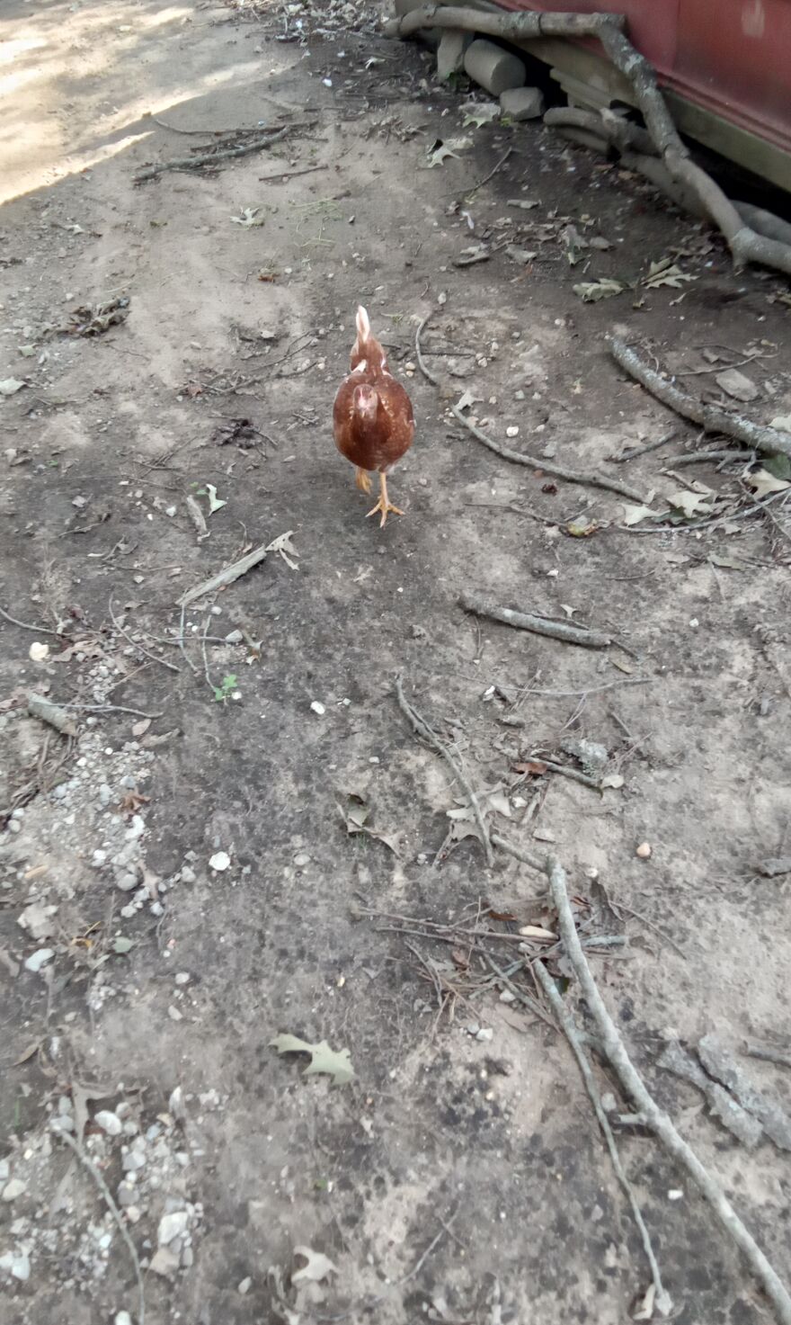 Here Are 13 Picture I Took Of My Chickens Here Are 13 Picture I Took Of My Chickens