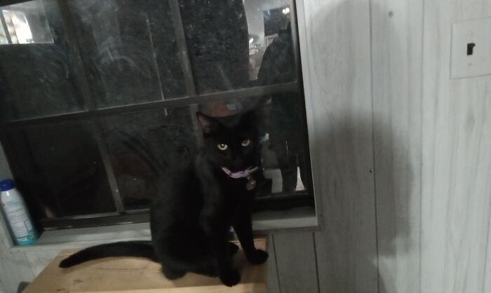 I'm A Day Late, But Here Is My Cat, Olive