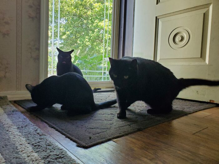 My Three Black Cats. Olivet, Binx And The Newest Addition Apollo