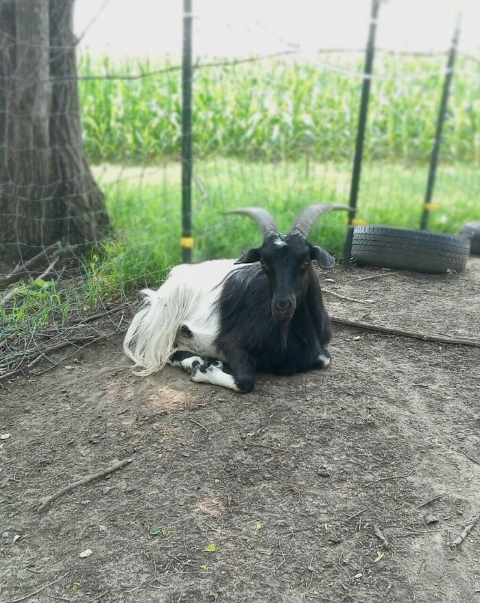 Rescue Goats And Sheep Living Their Best Life (37 Pics)