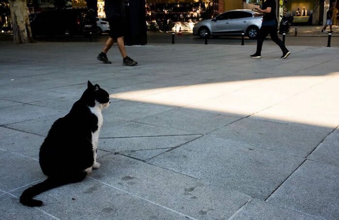 I Collected The Best Cat Photographs From This Street Photographers Account (47 Pics)