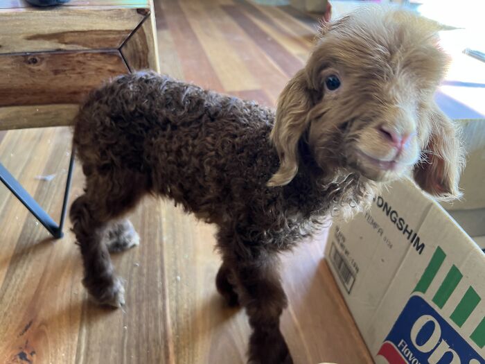 My Journey Of Hand-Rearing An Abandoned Lamb; Here Are The First Six Days My Journey Of Hand-Rearing An Abandoned Lamb; Here Are The First Six Days