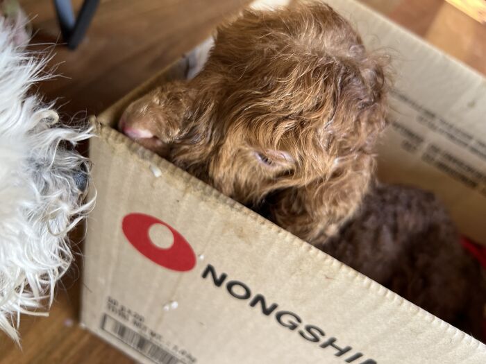 My Journey Of Hand-Rearing An Abandoned Lamb; Here Are The First Six Days My Journey Of Hand-Rearing An Abandoned Lamb; Here Are The First Six Days