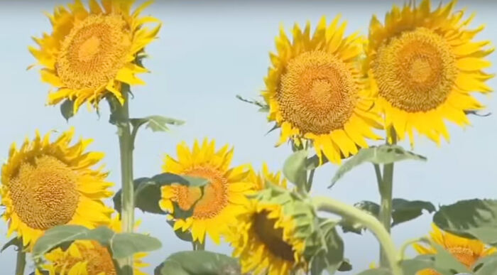 “It Made Me Feel Very Special”: Man Surprises Wife Of 50 Years With A Field Of 1.2M Sunflowers “It Made Me Feel Very Special”: Man Surprises Wife Of 50 Years With A Field Of 1.2M Sunflowers