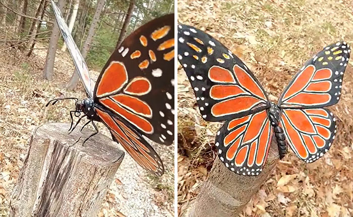 Mariposa monarca tallada en madera de arce