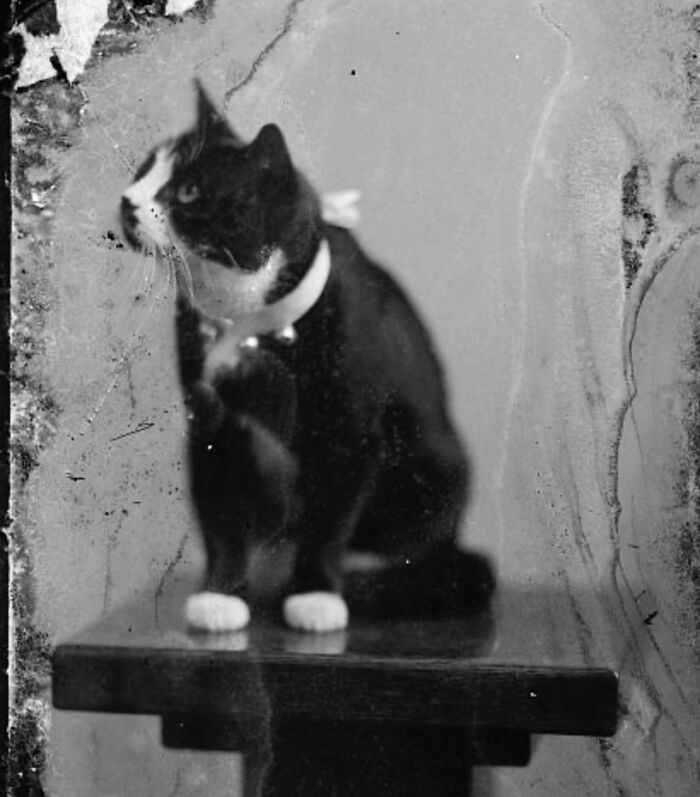 New Of The Best Photos Shared By This Twitter Account That Collects Historic Photographs Of Cats With Their Stories