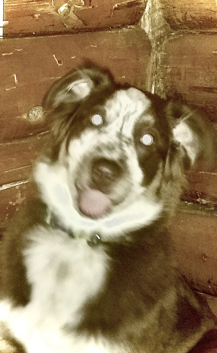 Bad Quality Photo But… Meet Rhubarb :d