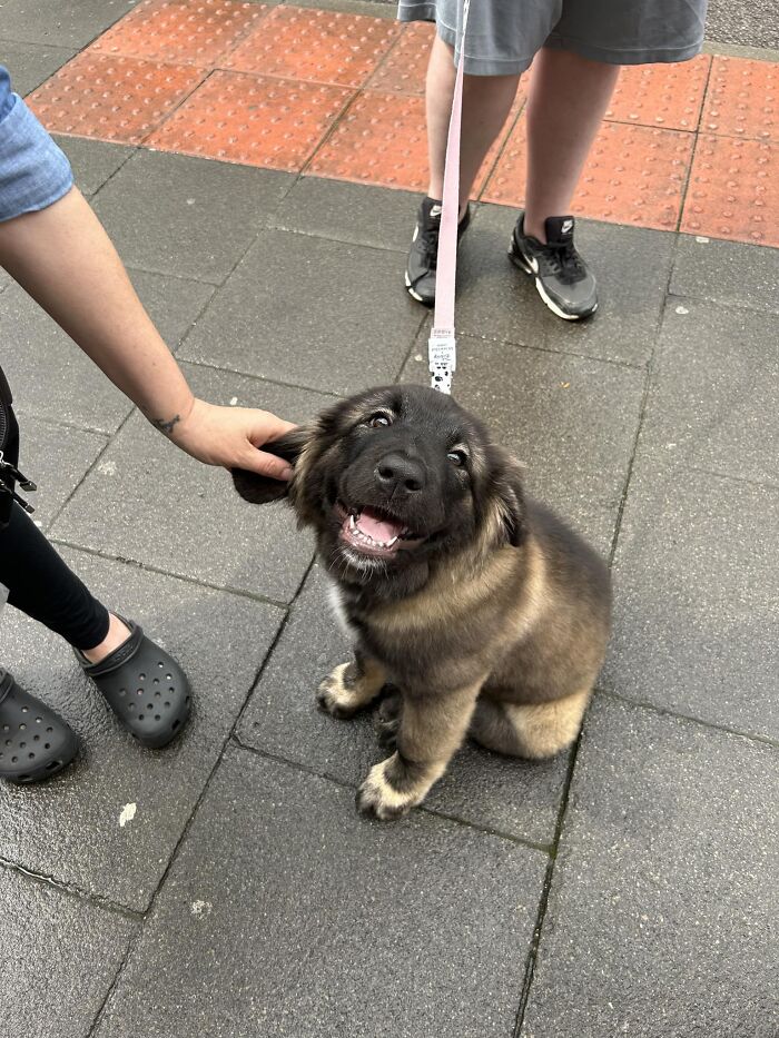 Spotted In City Centre - 13 Week Old German Shepard!! Smiliest Little Girl With The Biggest Paws!!