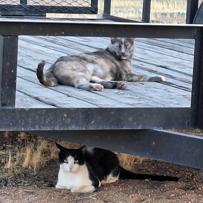 The Tortie On Top Of The Trailer Is Mine, But The Cow Kitty Is Not. My Neighbor Thinks He's From Down The Block. I Called Mine Inside For Her Dinner, And He Tried To Come Along