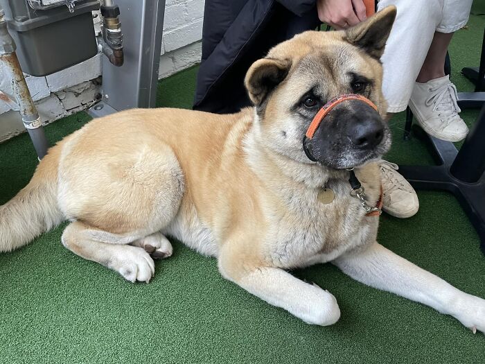 This Friendly 2 Year Old Akita Was Out Having Brunch With Its Humans And Was So Gentle With Random Kids Going Up For Pats (And Kids Being Kids, Occasional Pokes). Super Soft Fur Too. 100/10 Good Girl